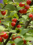 Nanking Cherry