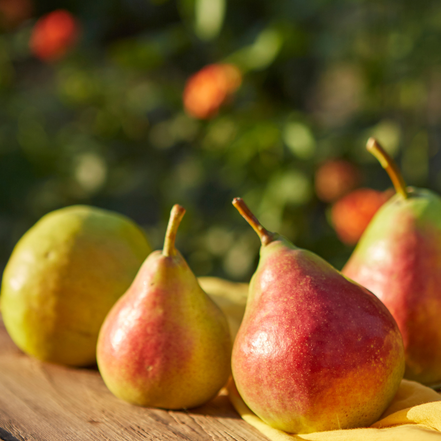 Pear 'Summercrisp'