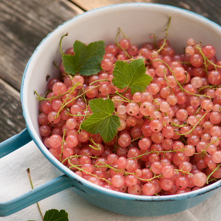 Pink Currant 'Pink Champagne'