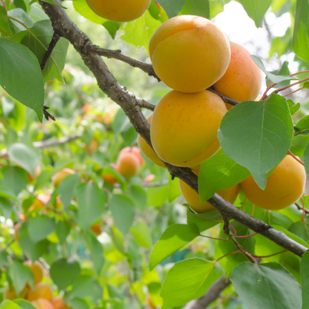 Plum ‘Sprout's Sunshine'