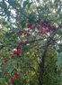 American Plum