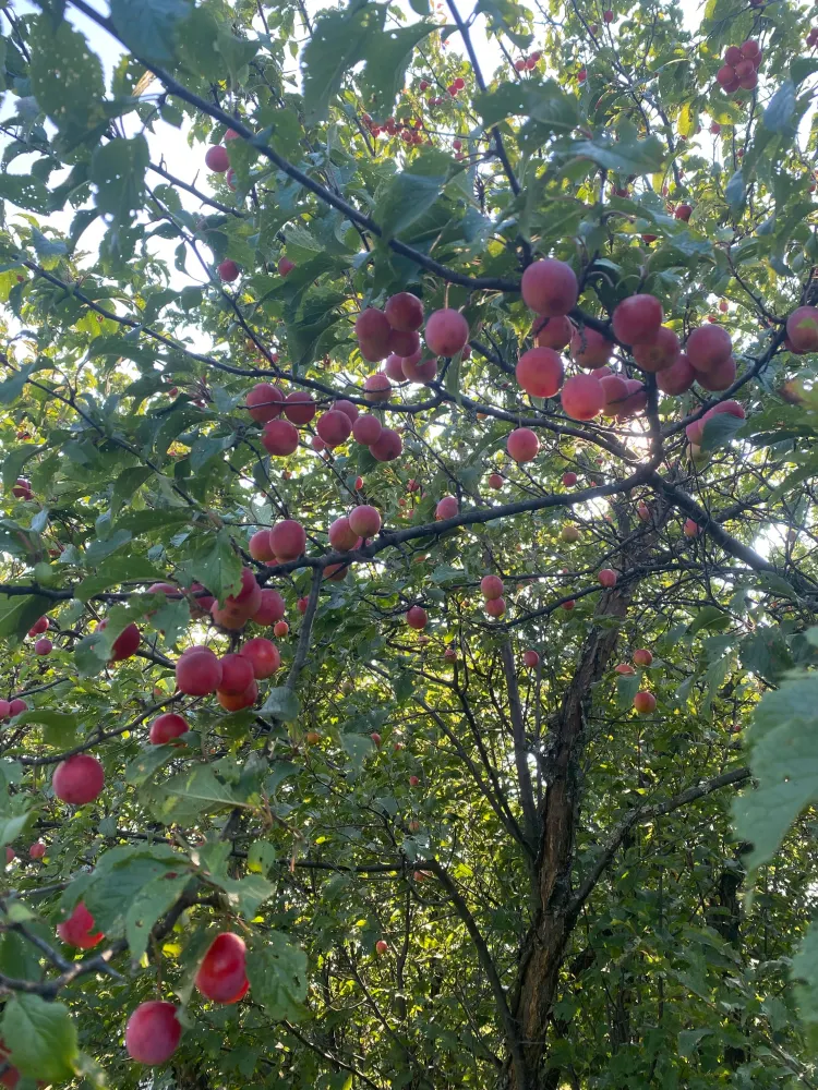 American Plum