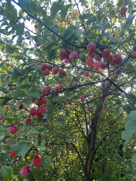 American Plum