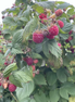 Red Raspberry 'Nova'