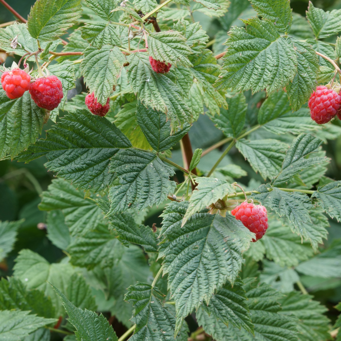 Baba Red Raspberry Plant Images Red Raspberry 'Nova' – Northern Food Forest Nursery