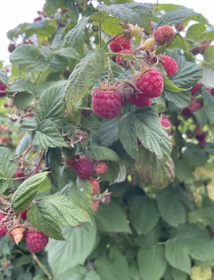 Red Raspberry 'Nova'