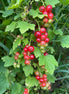 Red Currant 'Red Lake'
