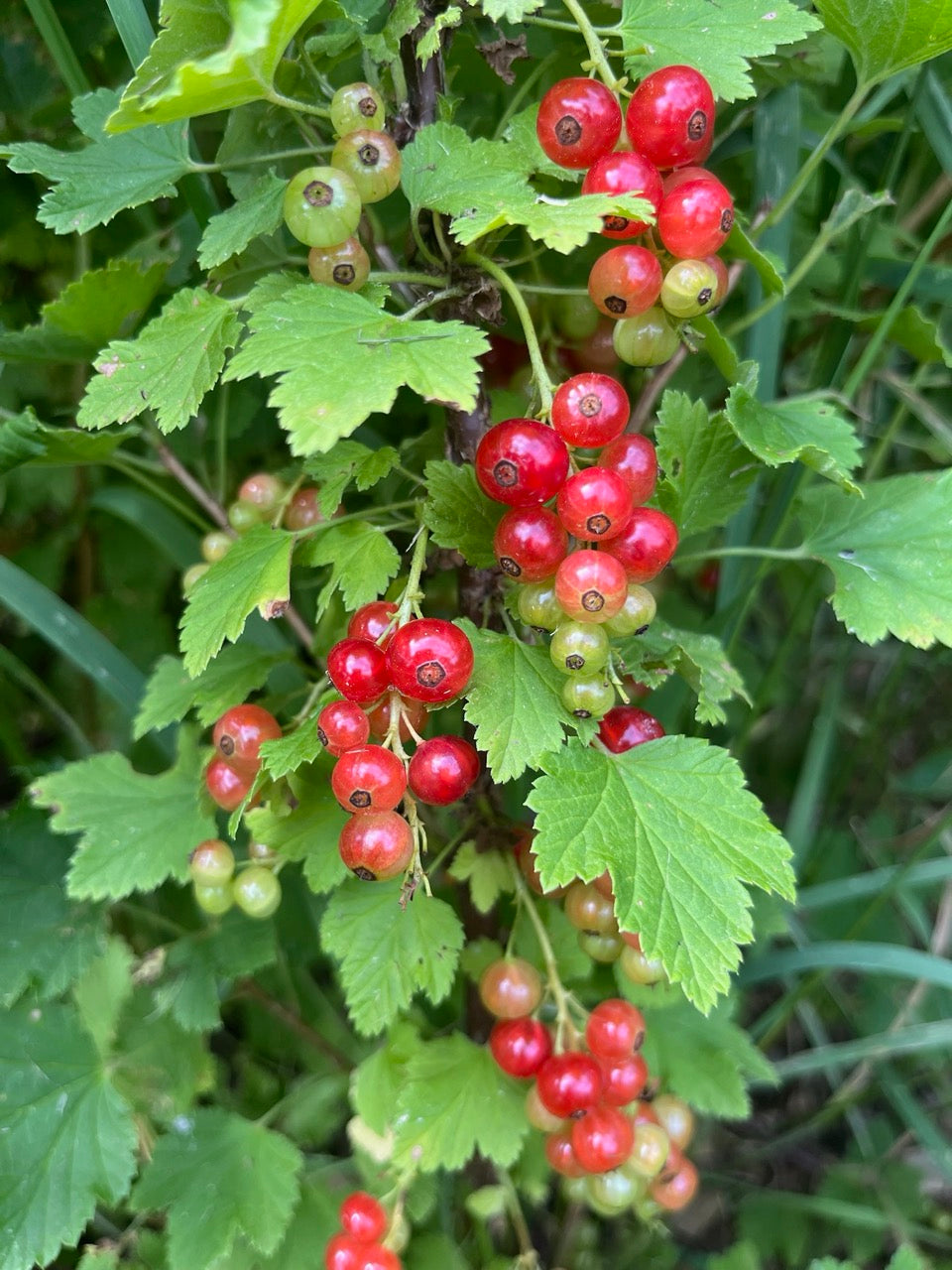 Red Currant 'Red Lake'