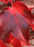 Red Maple