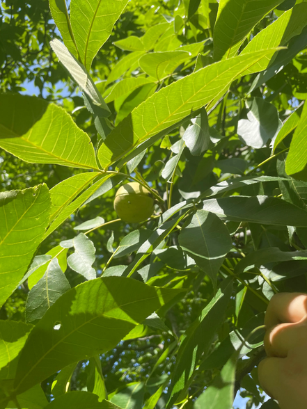 Shagbark Hickory