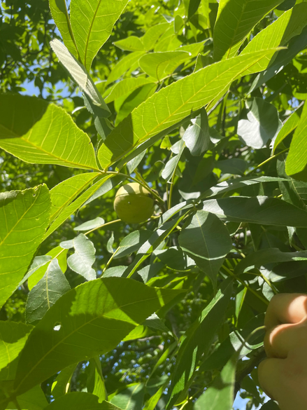Shagbark Hickory