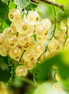 White Currant