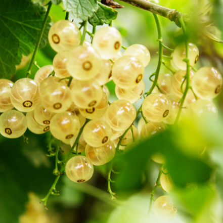 White Currant