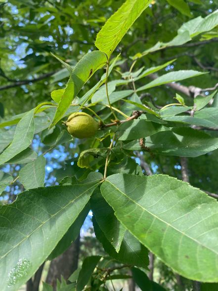Yellowbud Hickory