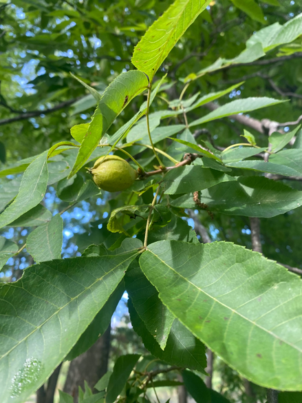 Yellowbud Hickory